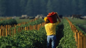 Farm worker in field carrying basket of tomatoes
