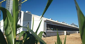 hog barn as seen through cornfield 