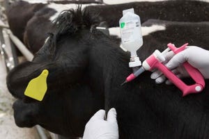 Grant awarded for commercial FMD vaccine production