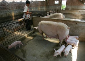 Genus plc partners with BCA to progress PRRSv resistant pigs in China