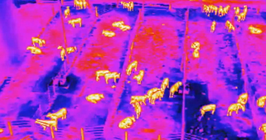 Texas AM infrared cattle drone.jpg