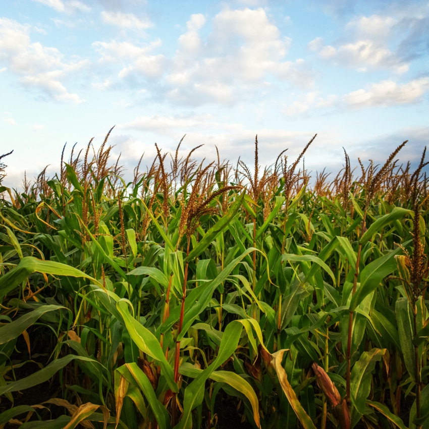 Organic corn, soybean production faces sharp decline