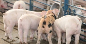 Nipple bar increases pig access to key nutrient