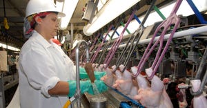 Rabobank: Processing labor pains to hit livestock producers hard