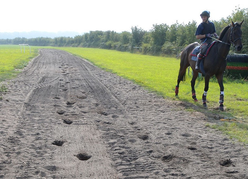 RVC galloping racehorse cropped.jpg
