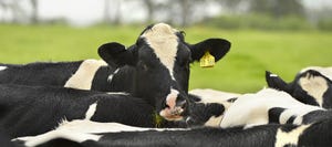 Novel sequencing approach to study salmonella survival in cattle