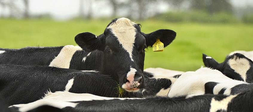 Breeding strategy could improve livestock fitness