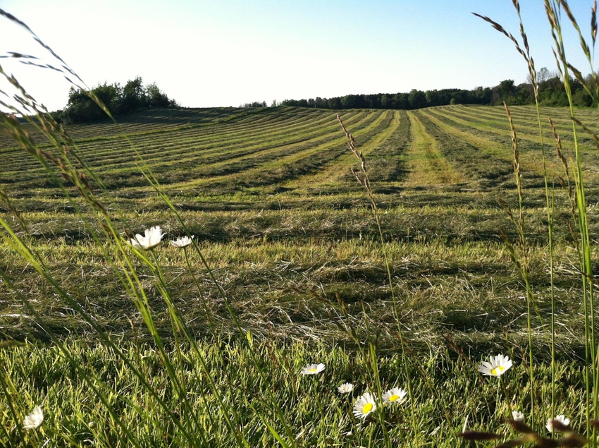 cut hay field FDS.jpg