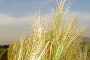 Barley genome sequenced