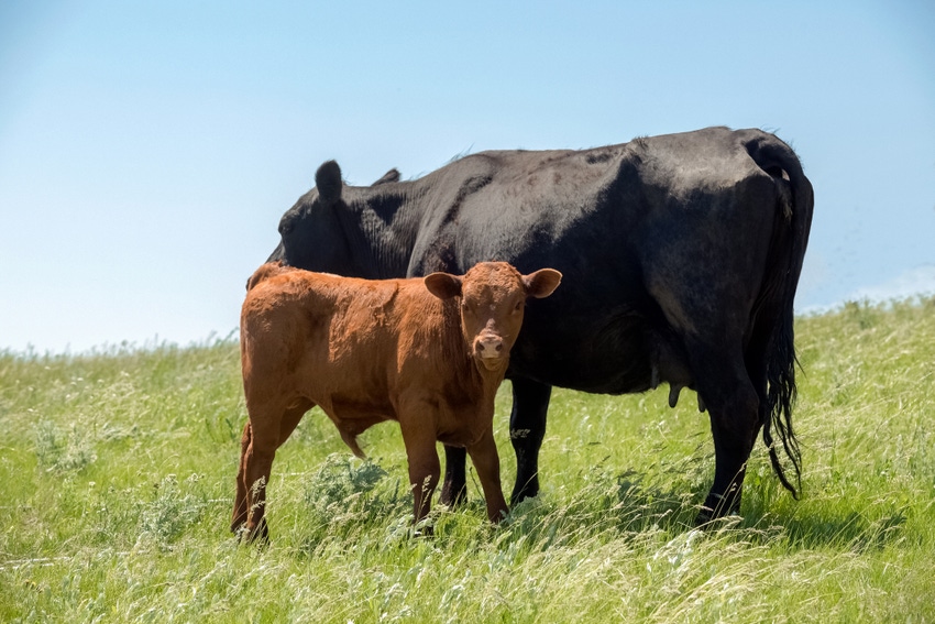 beef cattle cow-calf pair in grass