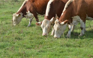 Herefords on pasture_Darko Dozet_iStock-495253460.jpg