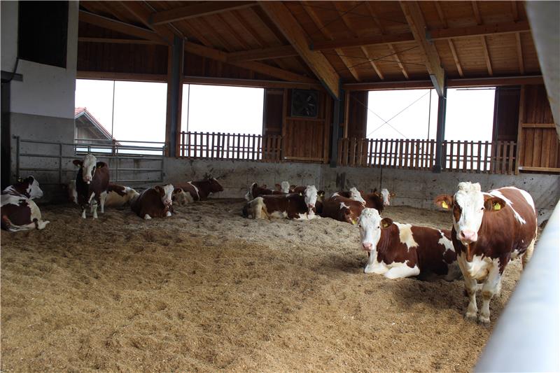 N&H TOP LINE: Compost bedding good for cow claw health