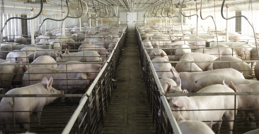 Labor shortages affecting pork sector