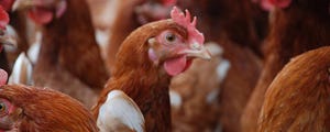 Organic broilers must have dry feet
