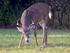 Soil characteristics may be related to CWD persistence