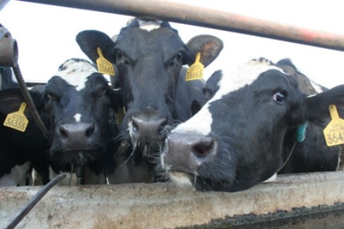Dairy groups say Canada's policies harm U.S. economy