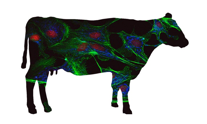 Low-Res_Cellular Agriculture.jpg.png Low-Res_Cellular Agriculture.jpg.png
