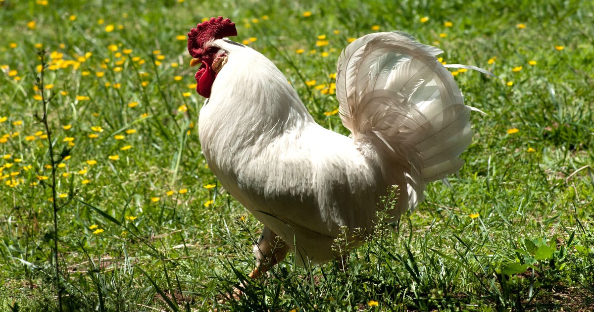 Key gene essential for survival of male birds