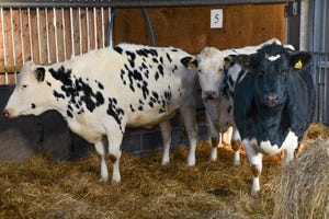 Roslin Johnes cows.jpg