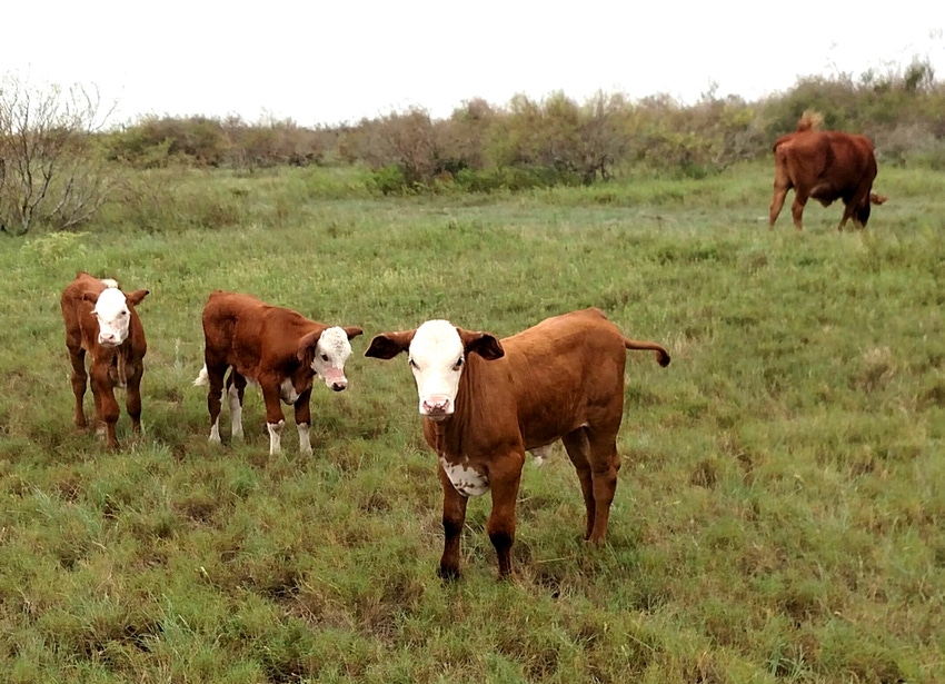 Improper mosquito control on livestock can do more harm than good