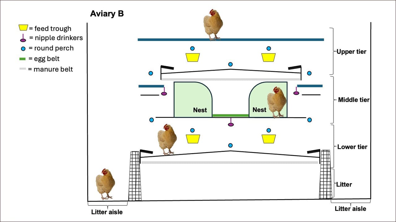 Economic impact of cage-free housing design