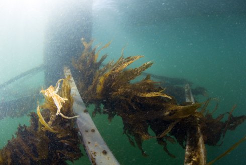 Seaweed may be sustainable food for people, animals