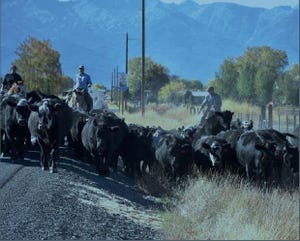 Socioecological network finds space for cattle, fish, people in West