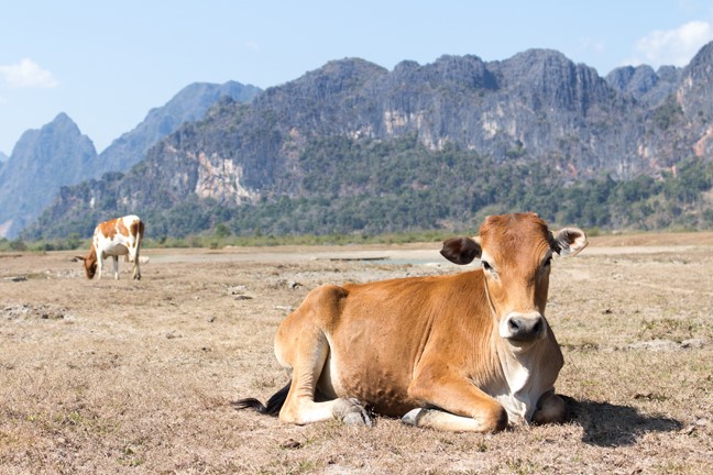 Global grazing lands increasingly vulnerable to changing climate