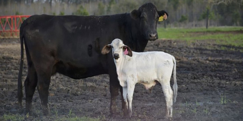 University of Illinois cattle fertility.jpg
