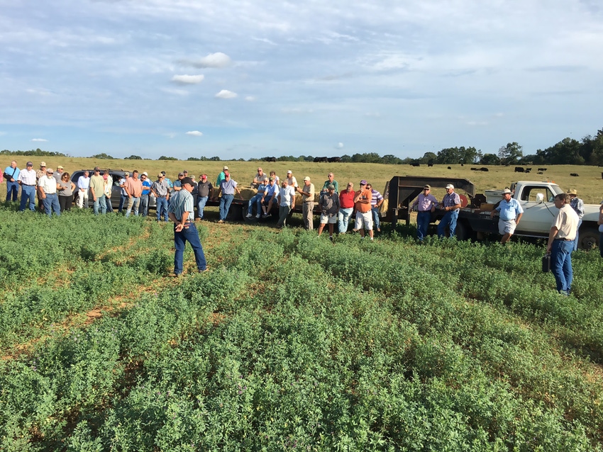 Alfalfa tested with bermudagrass to increase forage quality, revenue