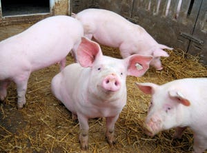 Social network analysis could aid pig welfare
