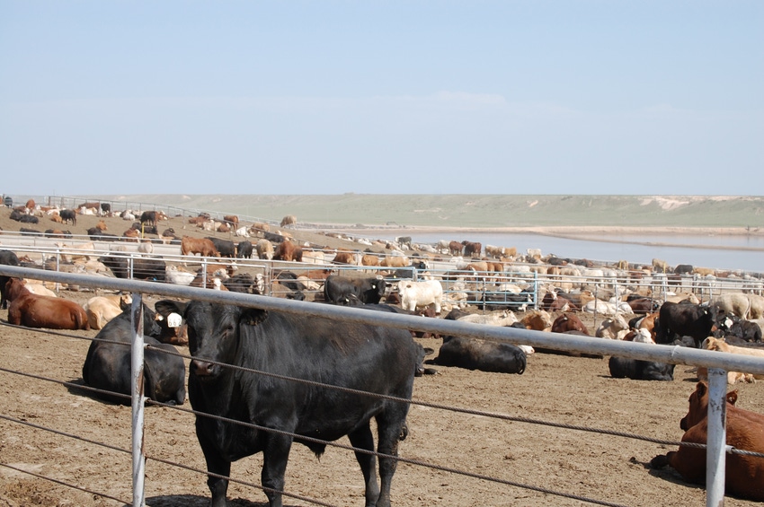 LIVESTOCK MARKETS: Beef dominates as other protein sectors flounder