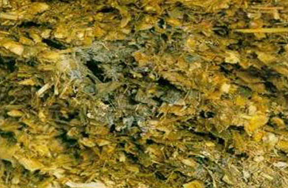 HJS: The bane of high-producing cows HJS: The bane of high-producing cows