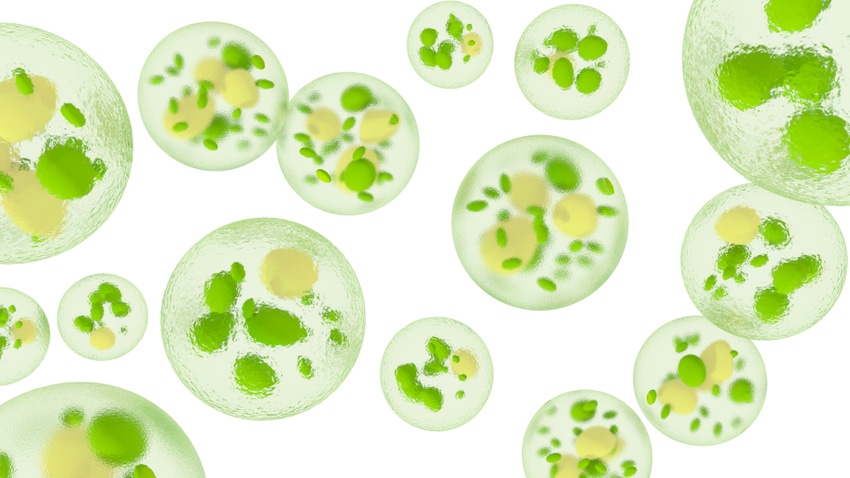 Microalgae representation.jpg