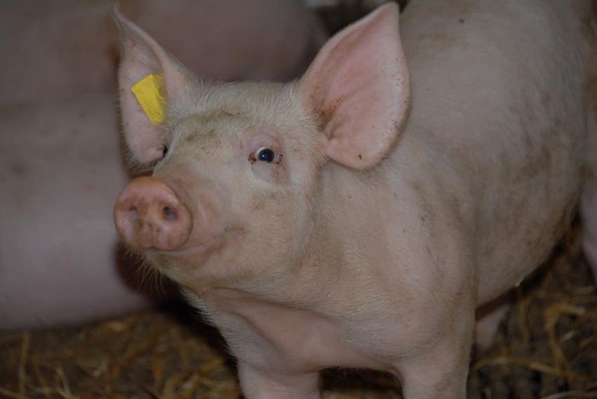 Listeria implicated in diarrhea in finishing swine