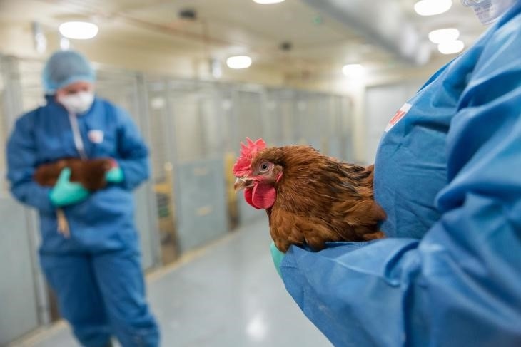 New lab technique reduces need for experimental chickens