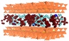 Study: Antibiotics hide within soil mineral layers Study: Antibiotics hide within soil mineral layers