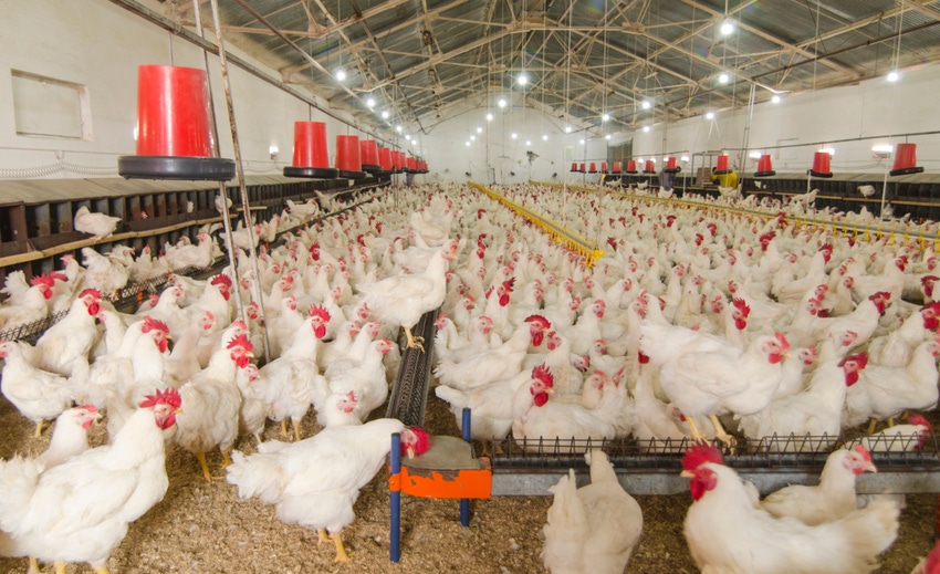 Sustainable poultry production project funded