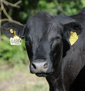Kansas State angus-cow.jpg