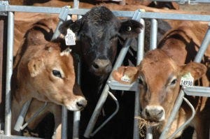 Beef influence on dairy cattle could improve marketing options, bottom line