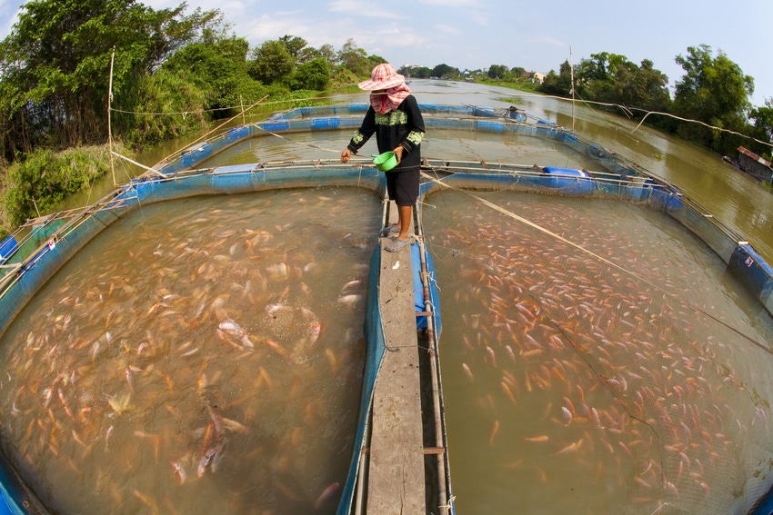 Cargill opens innovation center to help raise fish farming standards in Indonesia