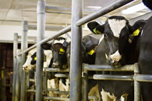 UMo CAFNR Dairy-Cows-1300x866.jpg