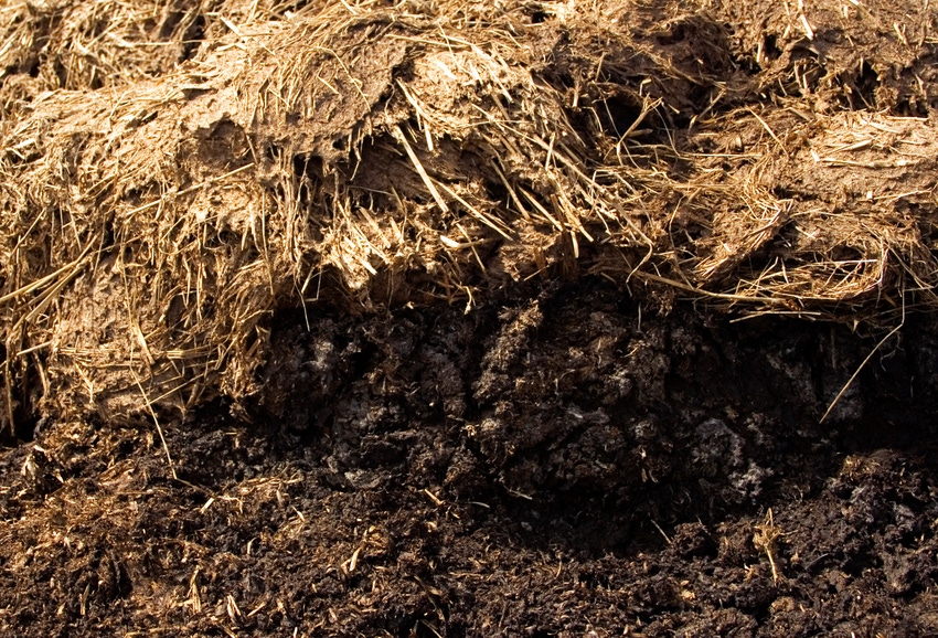 Cattle-associated antibiotics disturb soil ecosystems