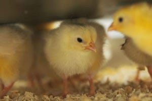 Avian flu viruses could escape vaccine immunity