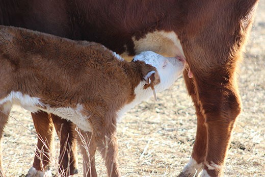 Kansas State nursing beef calf.jpg