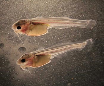 ENMU hybrid catfish fry.jpg