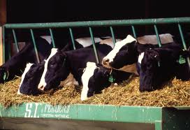 Fresh new dairy policy for 2015