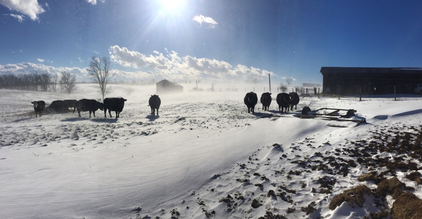 Cattle winter snow USDA.jpg