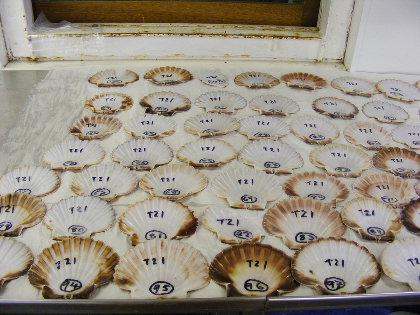Cultivated scallop populations develop distinct genetic structure