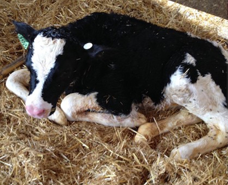 Tips to reduce cold stress in calves, lactating cows